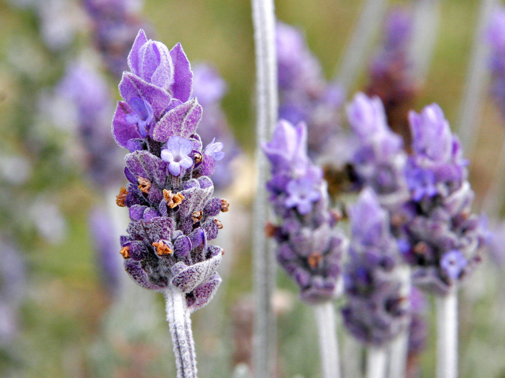 lavendar-1024x768 lavender herbs
