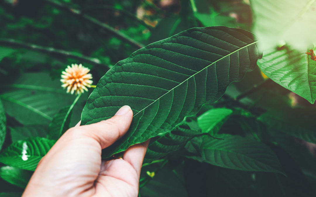 Is Kratom Legal — a New Reefer Madness for the 21st Century