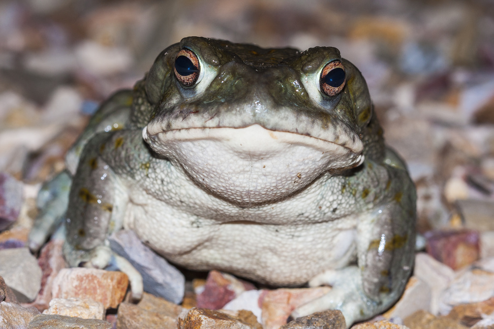Could Psychedelic Toad Milk Treat Depression?